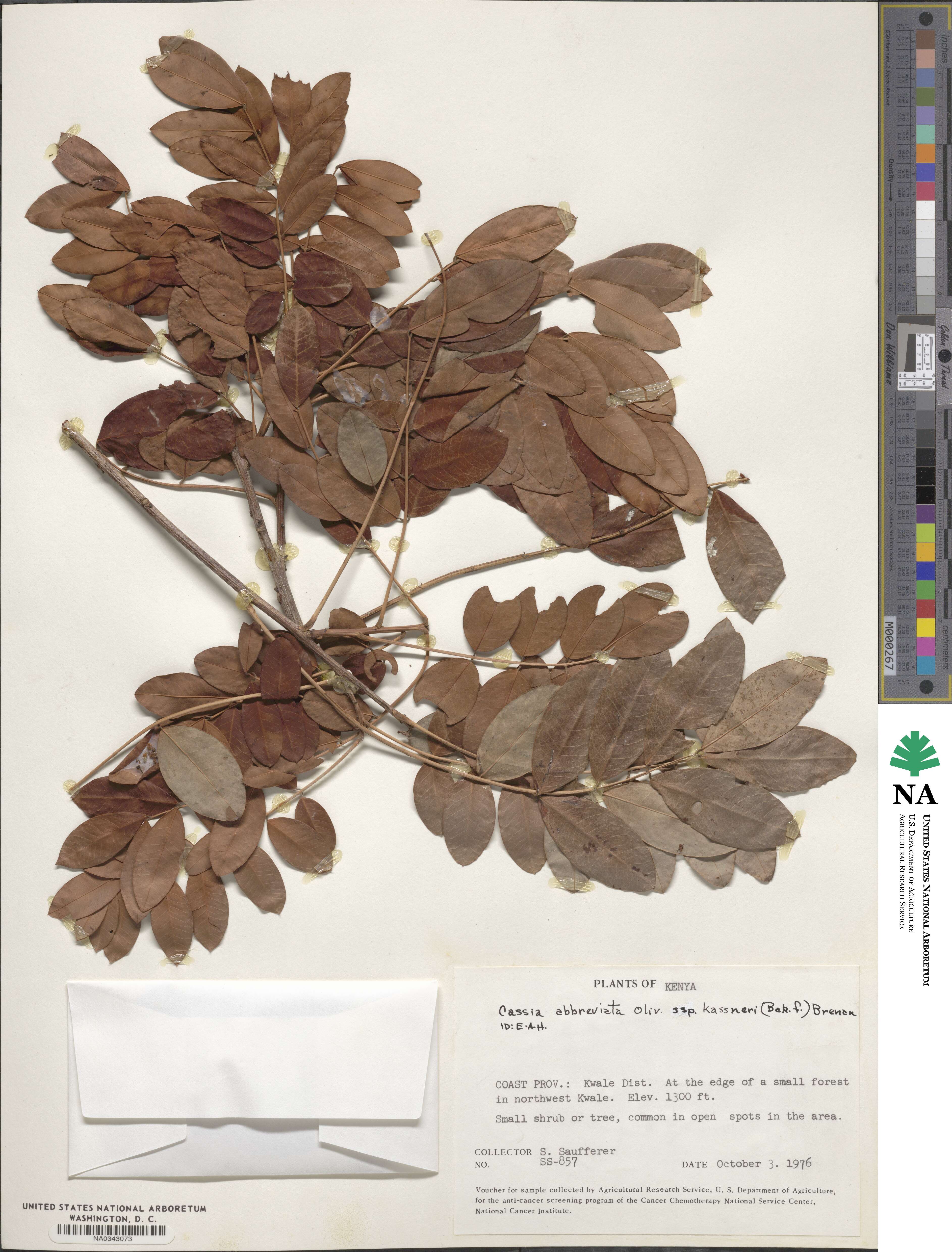 Cassia abbreviata subsp. kassneri image