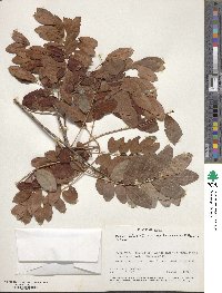 Cassia abbreviata subsp. kassneri image