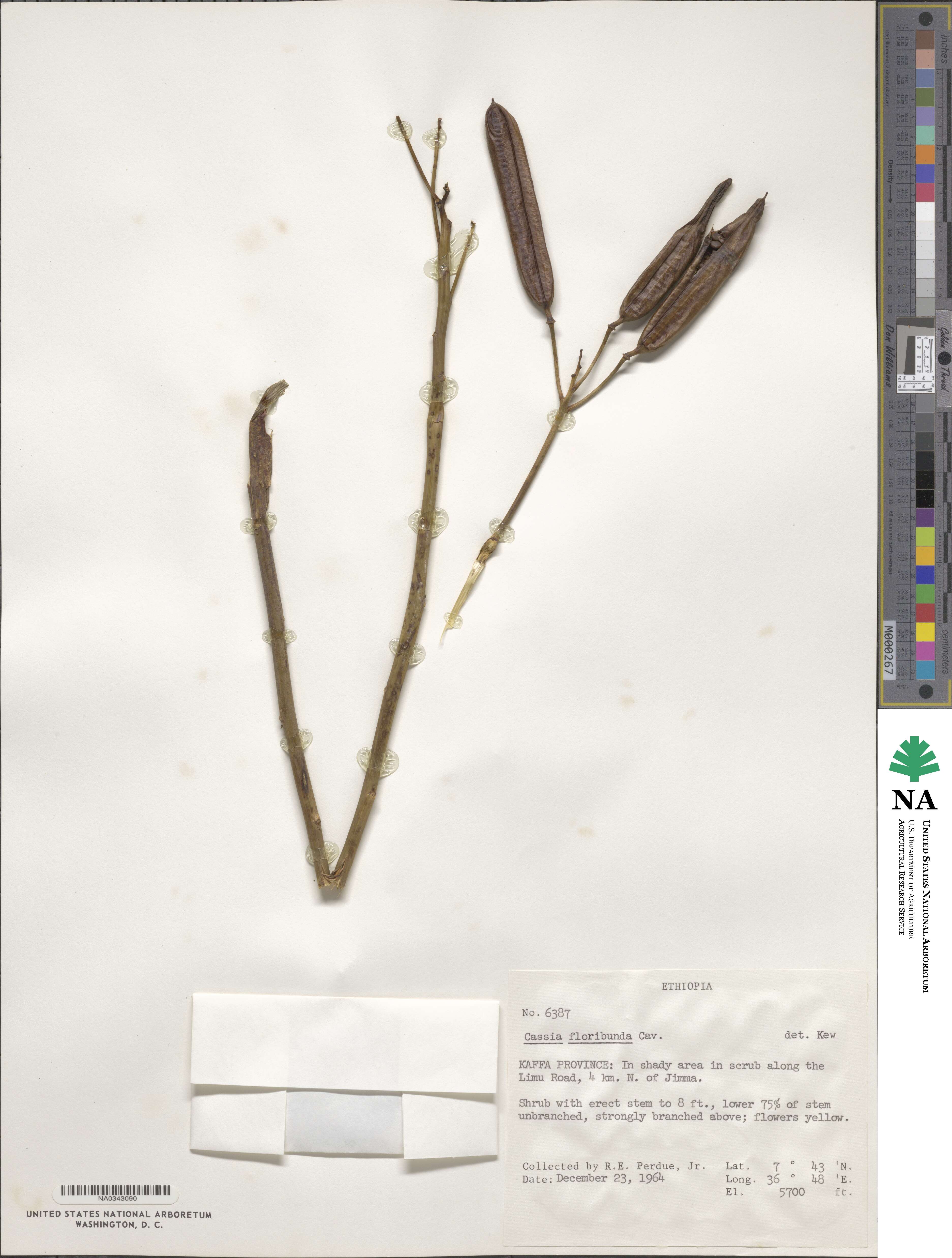 Cassia floribunda image