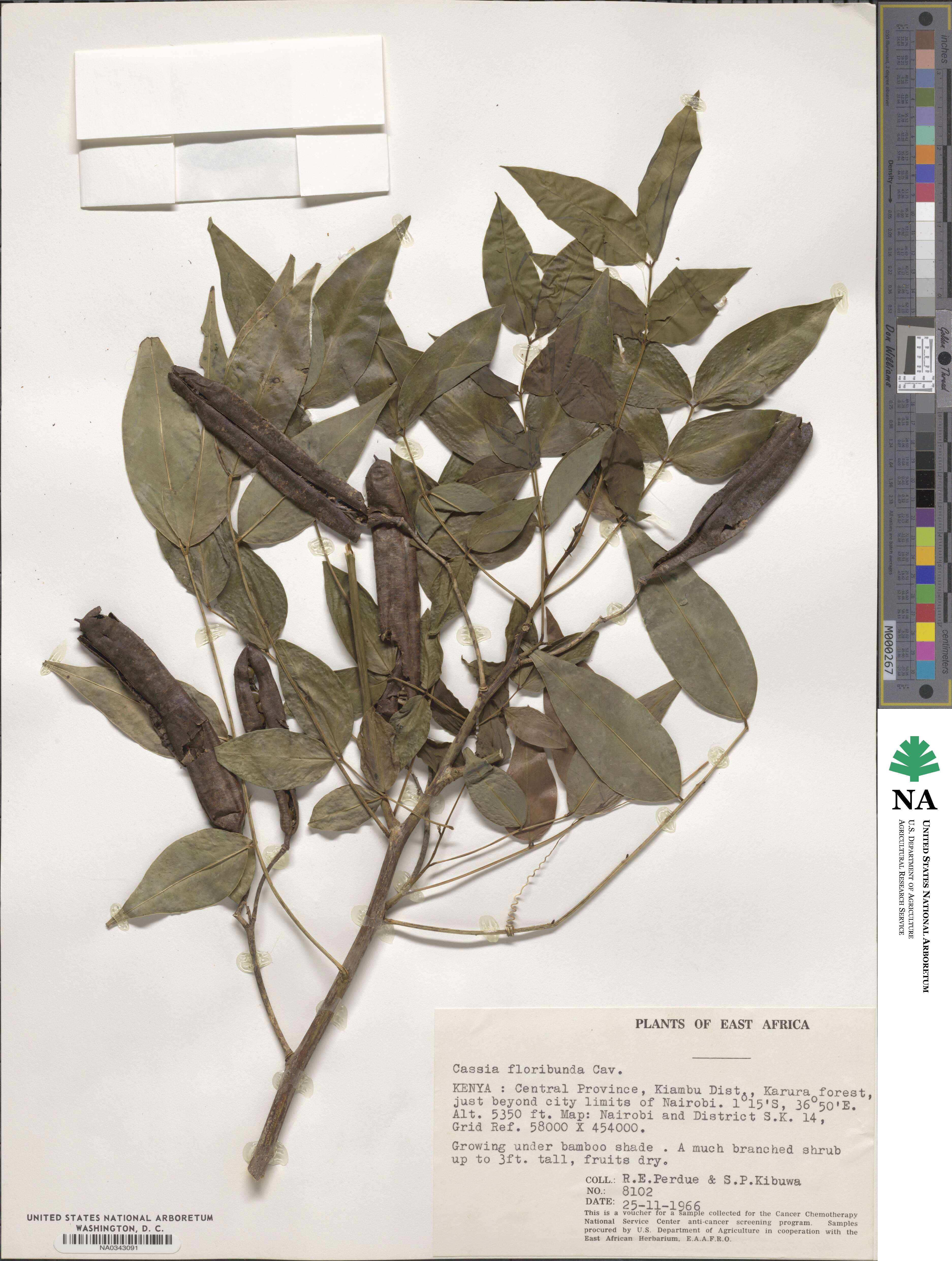 Cassia floribunda image