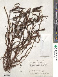 Image of Chamaecrista kirkii