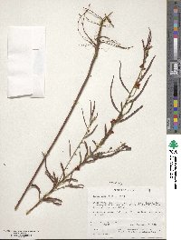 Chamaecrista mimosoides image