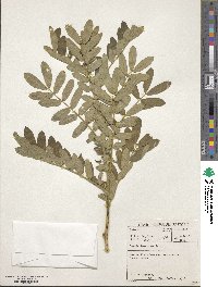 Cassia tomentosa image