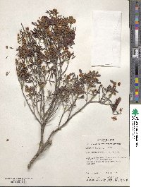 Image of Chamaecrista coriacea