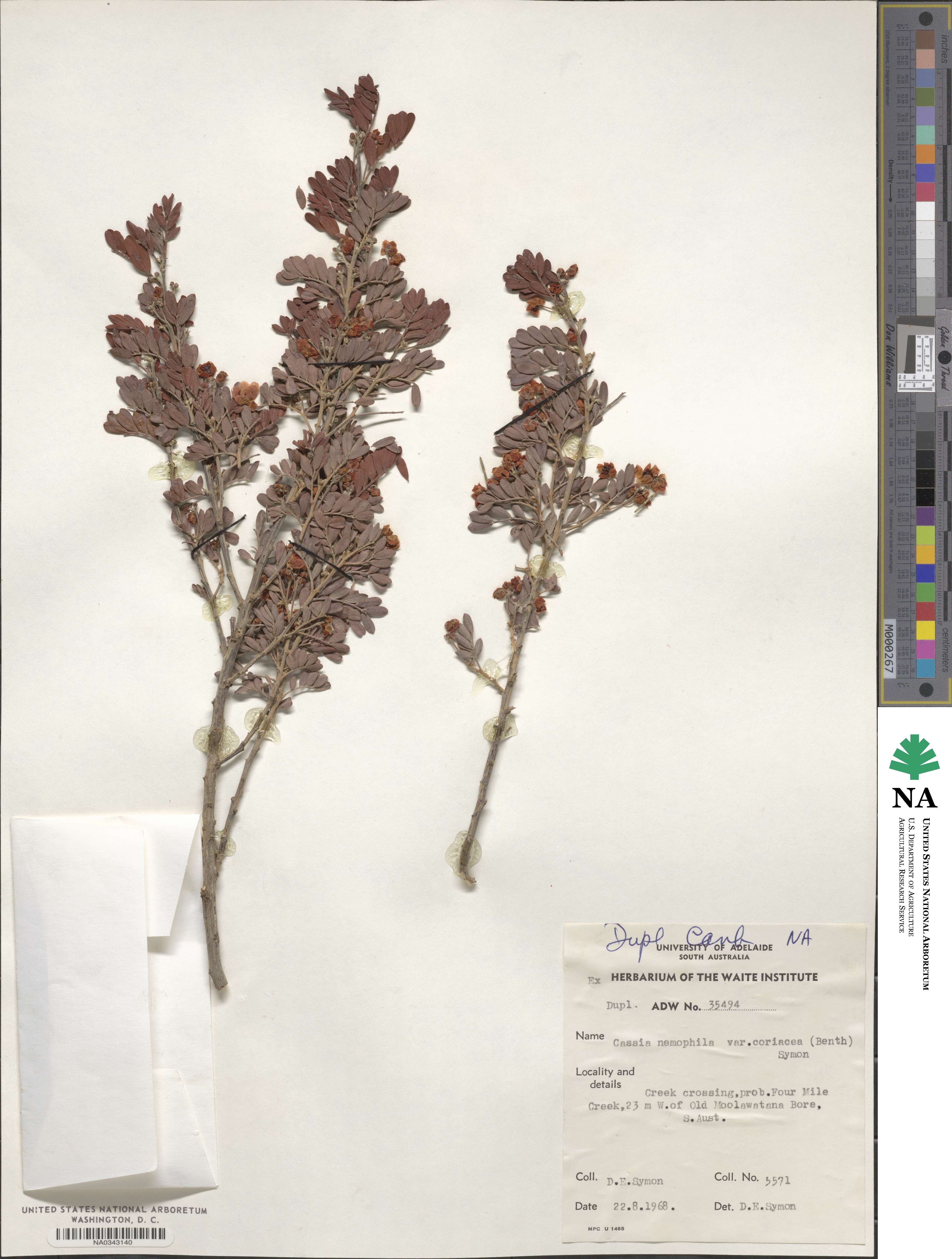Chamaecrista coriacea image