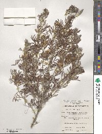 Chamaecrista coriacea image