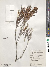 Cassia eremophila image