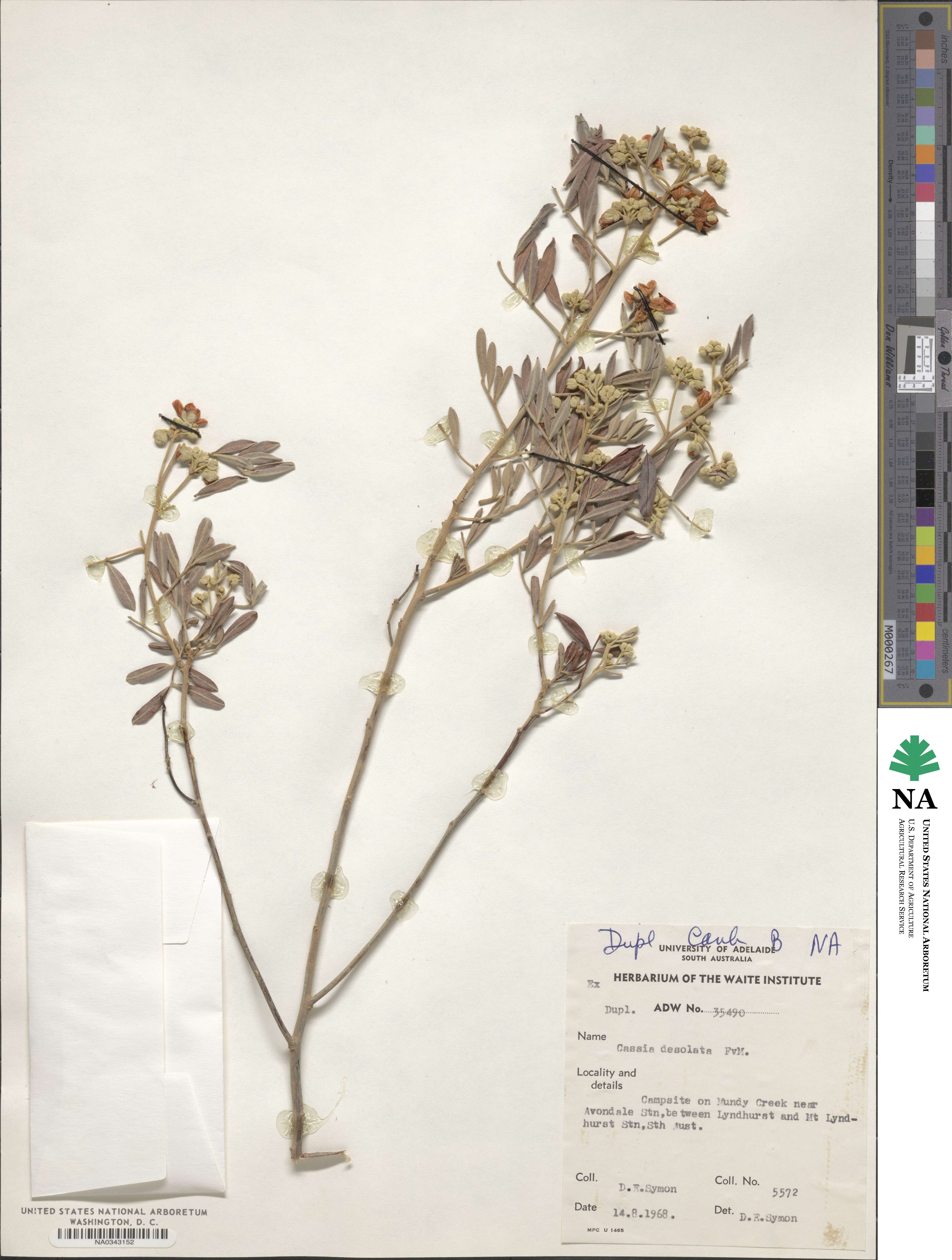 Cassia desolata image