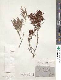 Cassia eremophila image