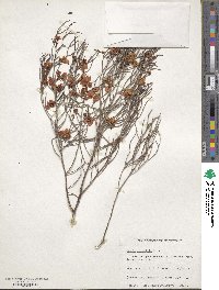 Cassia eremophila image