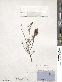 Cassia eremophila image