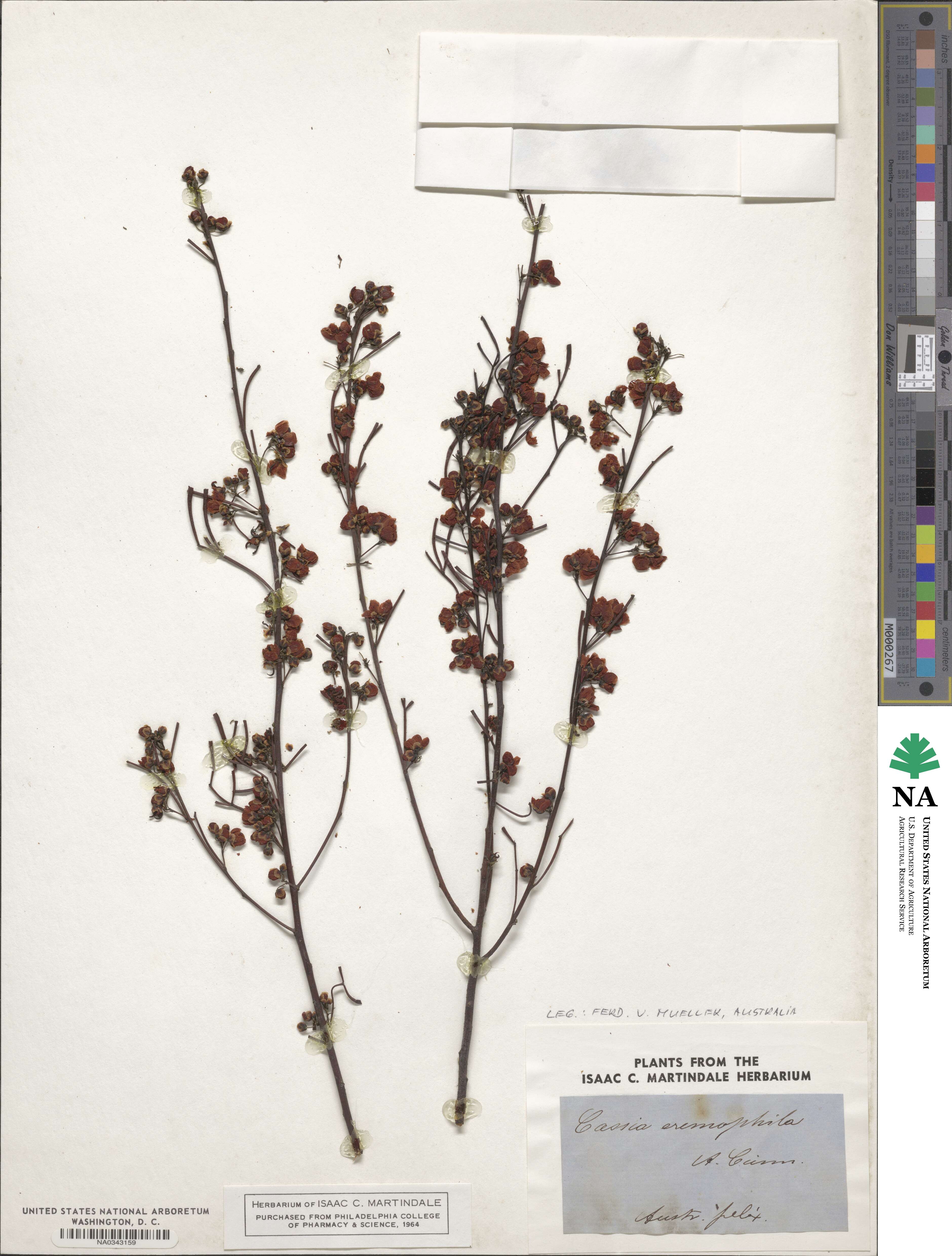 Cassia eremophila image
