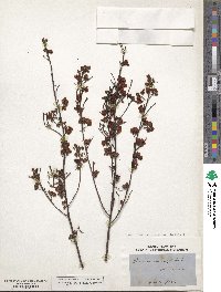 Cassia eremophila image