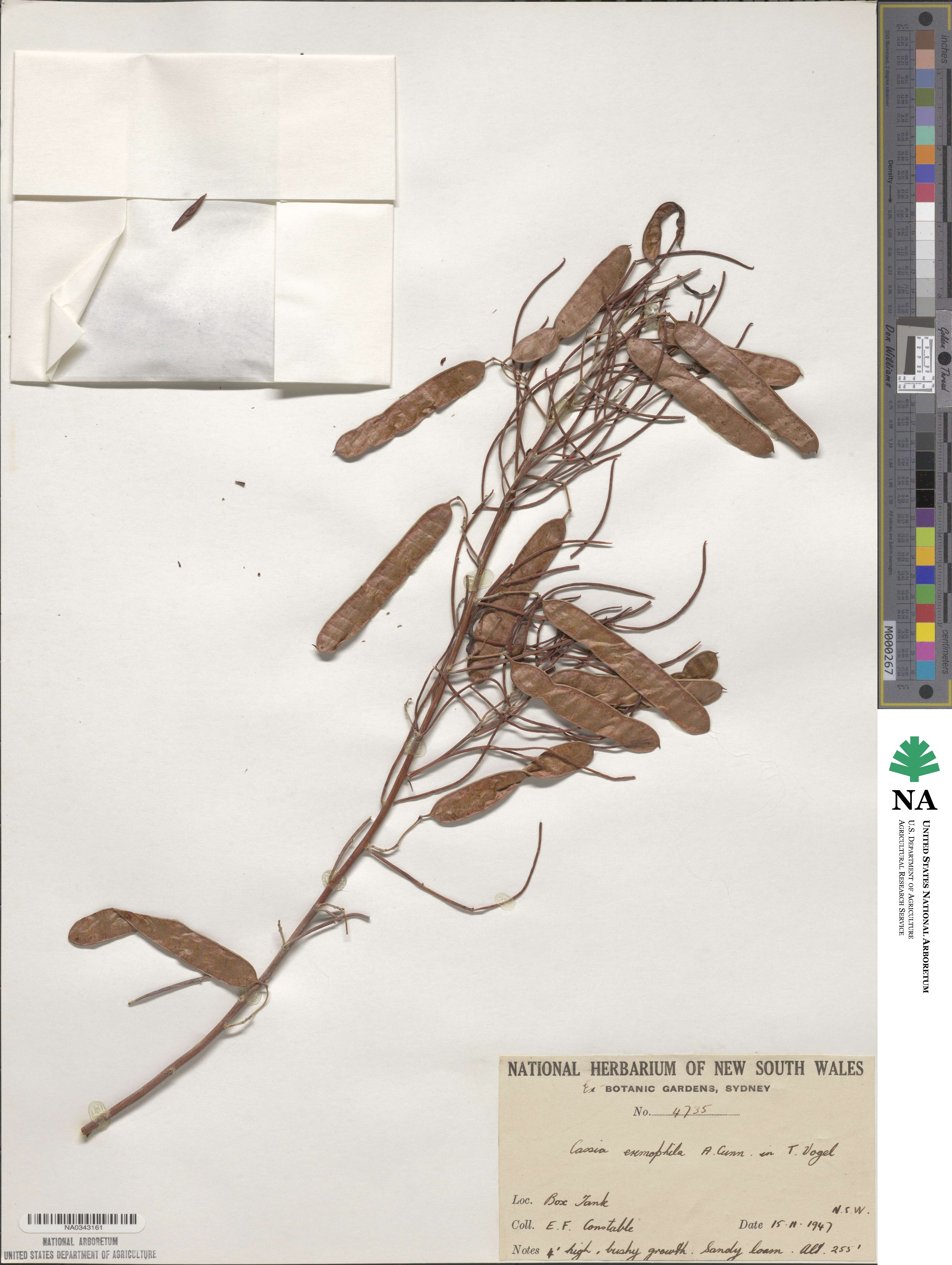 Cassia eremophila image