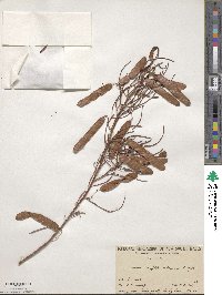 Cassia eremophila image