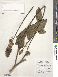 Senna alata image