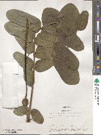 Senna alata image