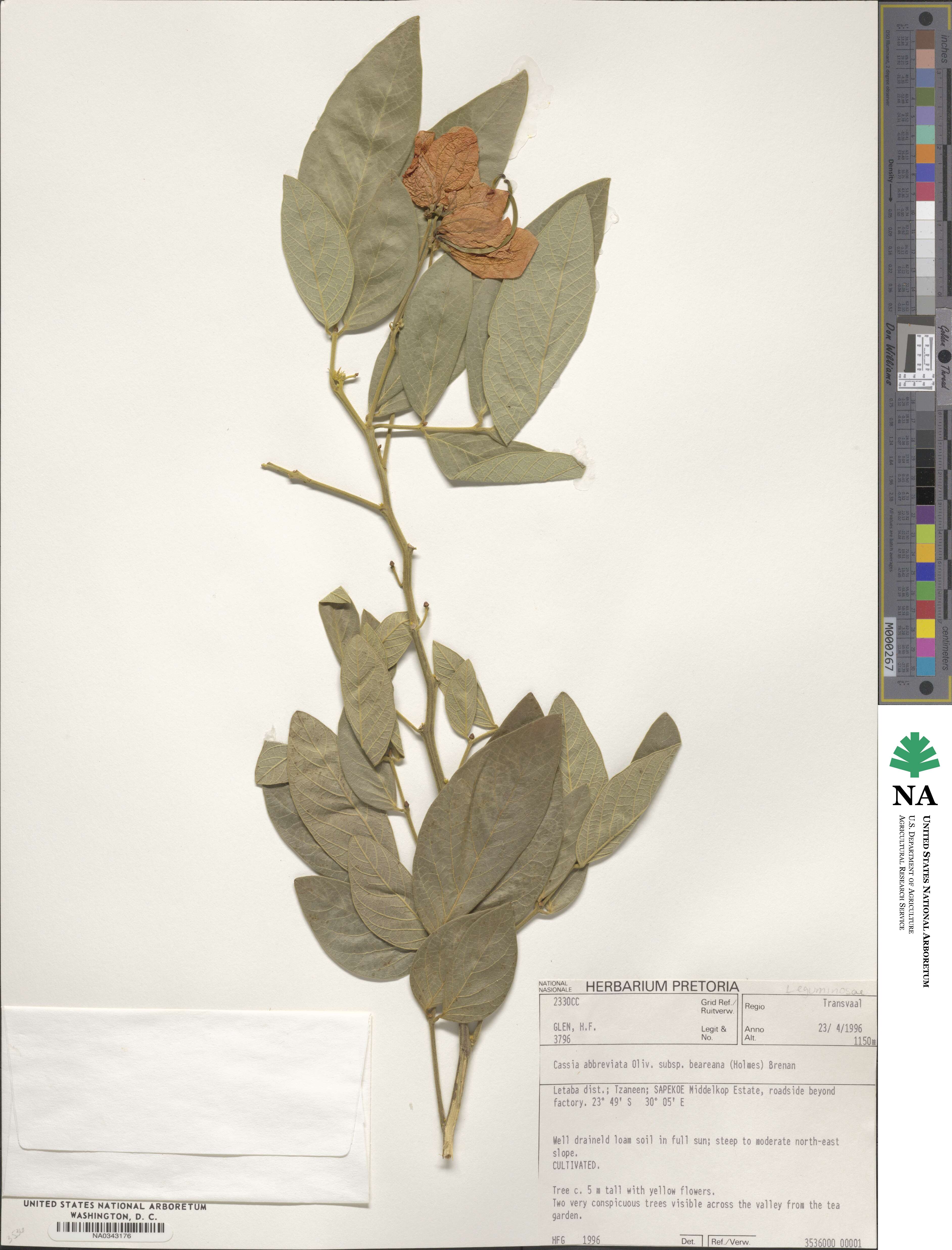 Cassia abbreviata subsp. beareana image