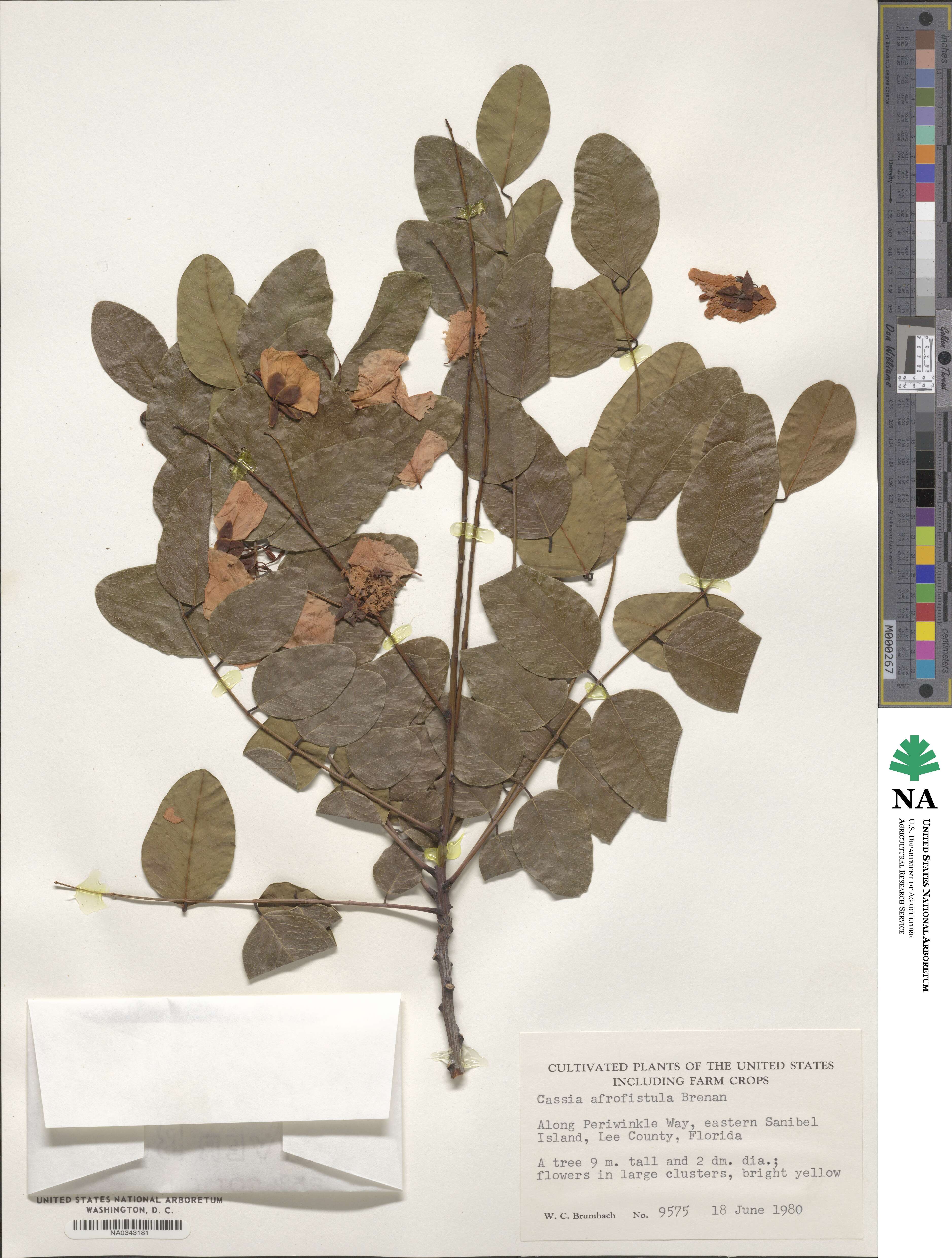 Cassia afrofistula image