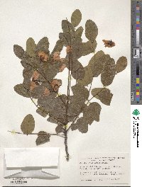 Cassia afrofistula image