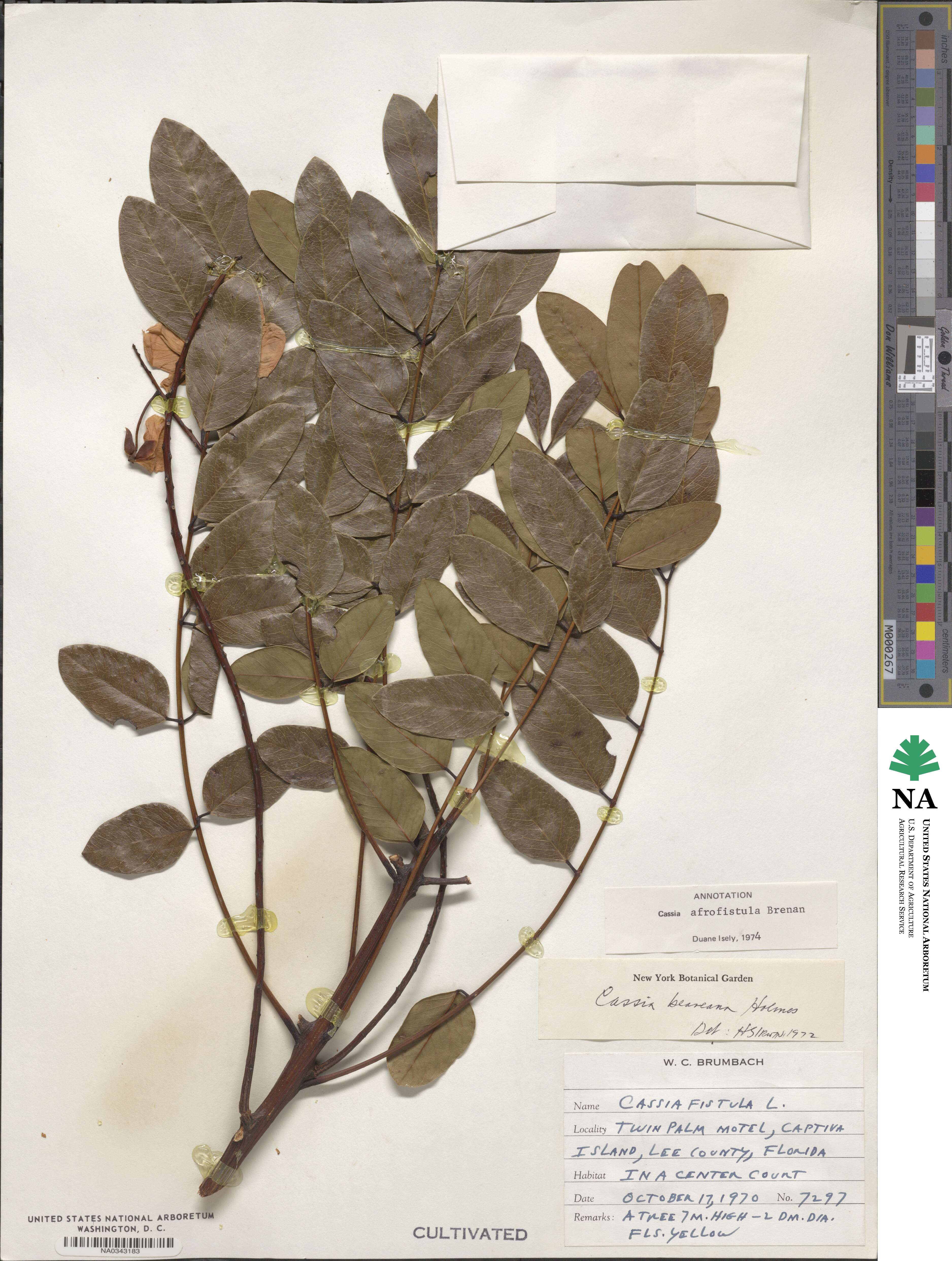 Cassia afrofistula image