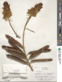 Senna alata image