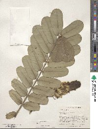 Senna alata image