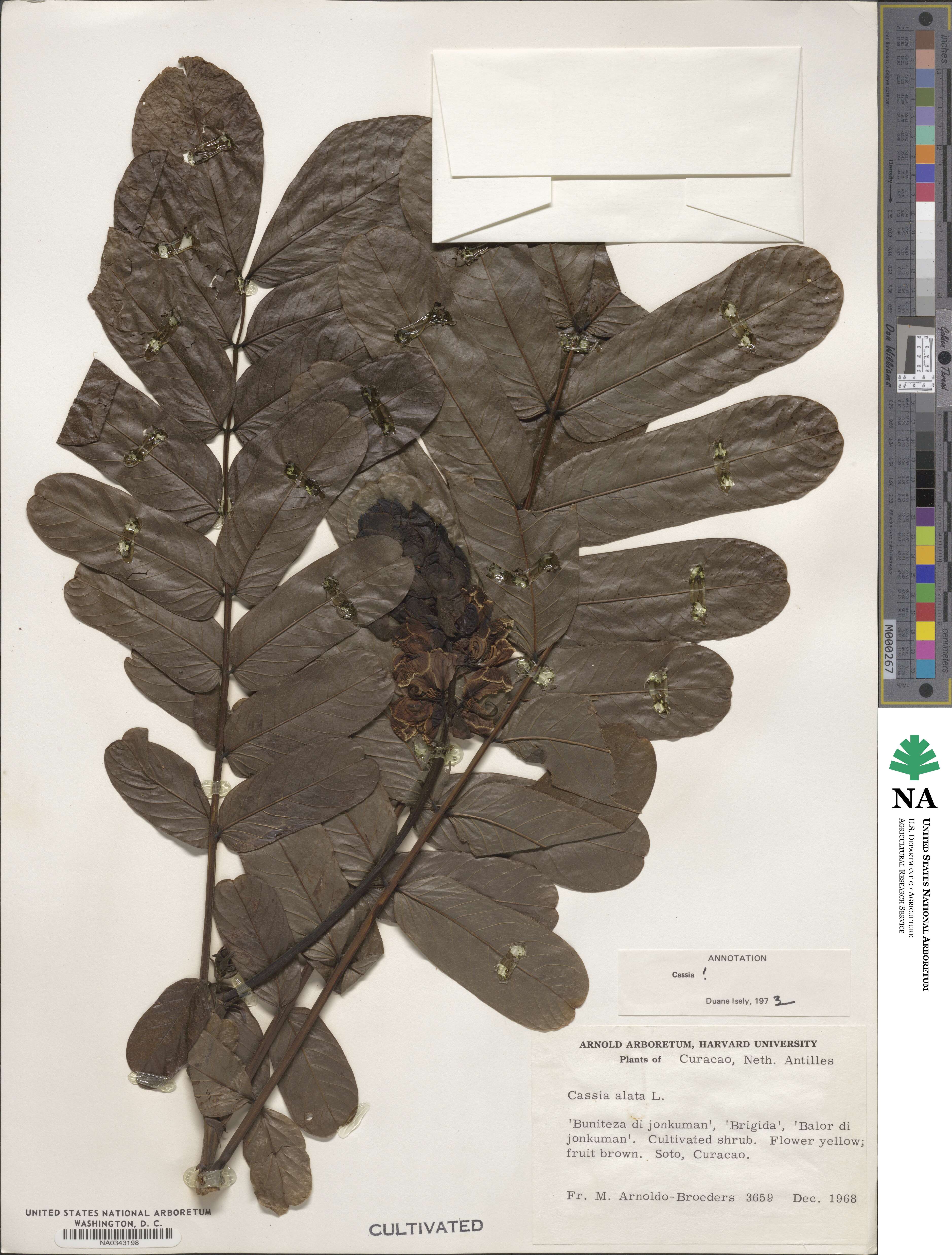 Senna alata image