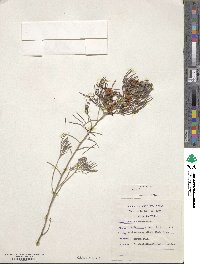 Senna artemisioides image