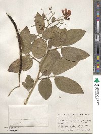 Senna bacillaris image