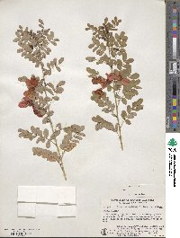 Cassia biflora image