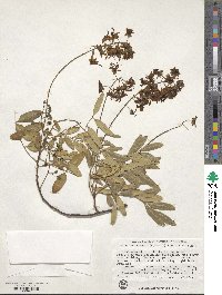 Cassia brewsteri image