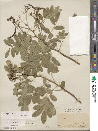 Senna pendula var. glabrata image