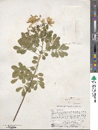 Senna pendula var. glabrata image