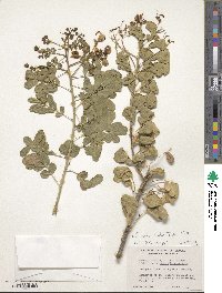 Senna pendula var. glabrata image