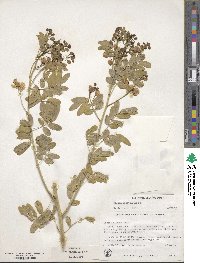 Senna pendula var. glabrata image