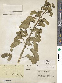 Senna pendula var. glabrata image