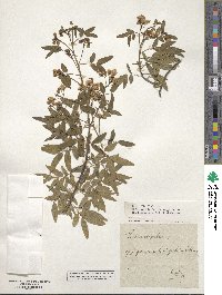 Senna corymbosa image