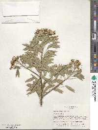 Senna corymbosa image