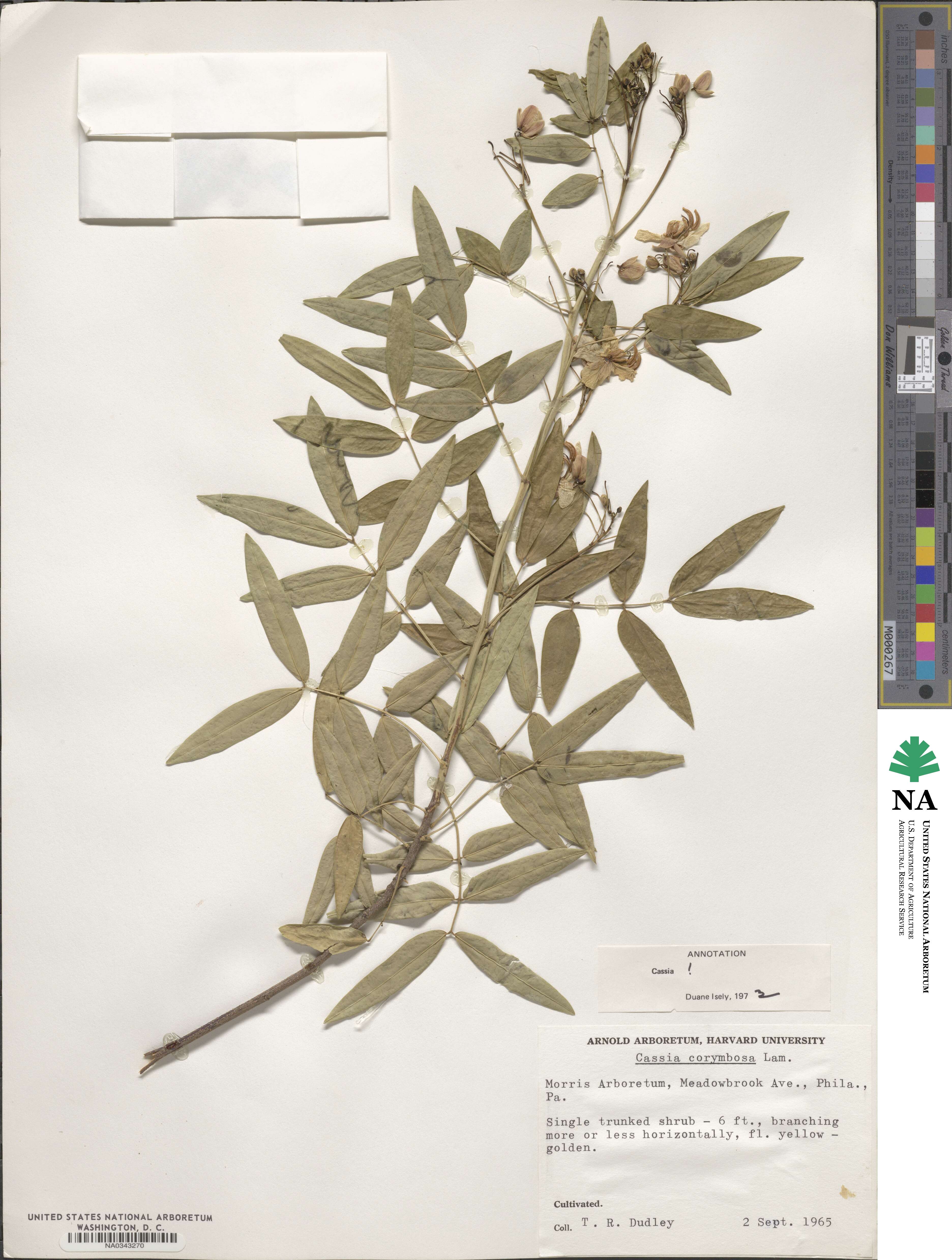 Senna corymbosa image