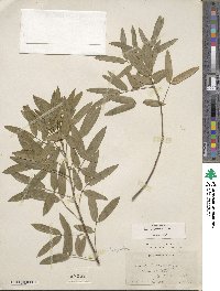 Senna corymbosa image