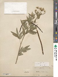 Senna corymbosa image