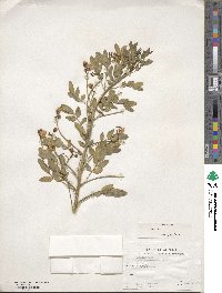 Senna corymbosa image