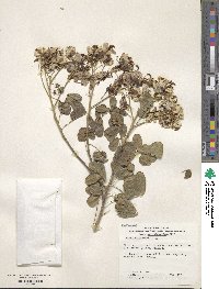 Senna pendula var. glabrata image