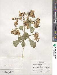 Senna pendula var. glabrata image