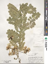 Senna pendula var. glabrata image