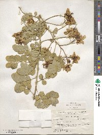 Senna pendula var. glabrata image