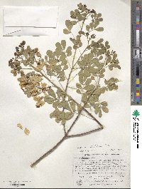 Senna pendula var. glabrata image