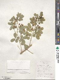 Senna pendula var. glabrata image