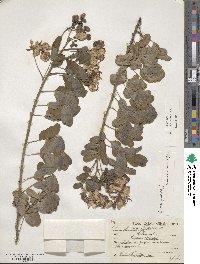 Senna pendula var. glabrata image